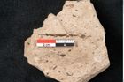 Foto (Detailansicht) von Araucaria sternbergii Goeppert (NHMW-GEO-2024-0188-8307)
